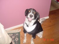 The Granddog 001