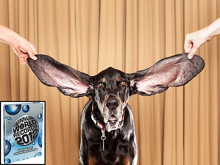Weird tips to brighten your day harbor dog the longest ears 440 Weird tips to brighten your day
