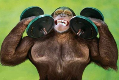 gym-monkey.jpg